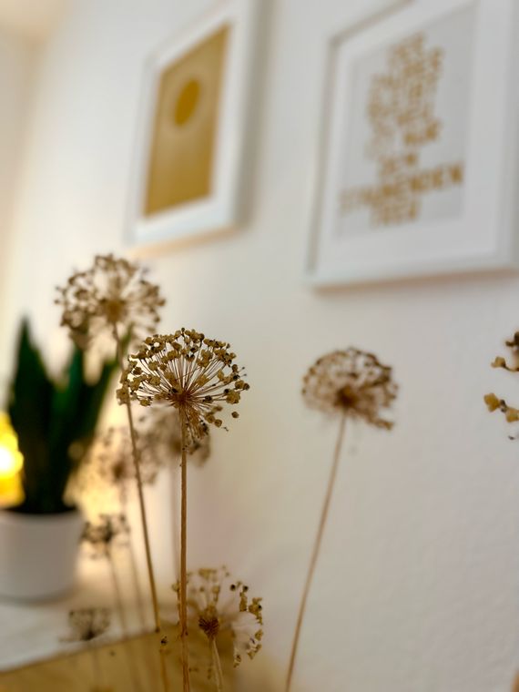 Getrocknete Allium-Blüten als Wanddekoration